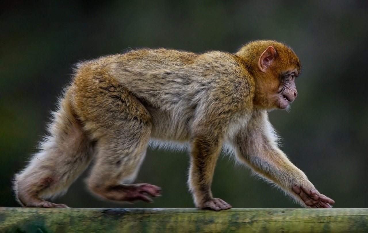 Last of Their Kind - The World's Most Endangered Species